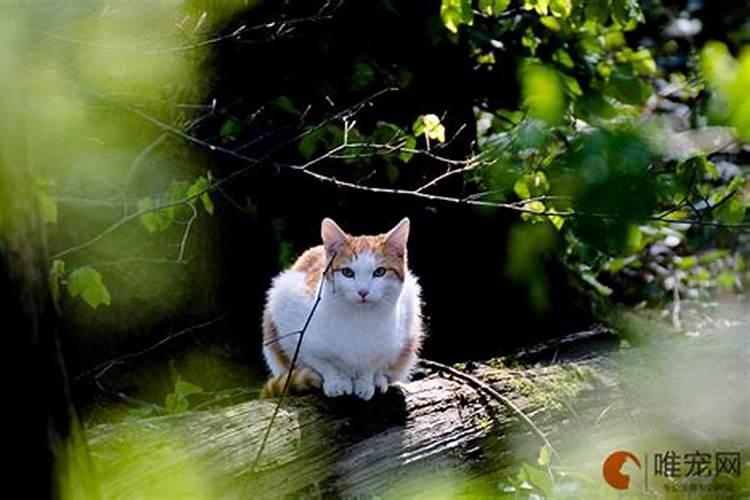 被陌生猫亲近什么预兆 哪种人招猫喜欢