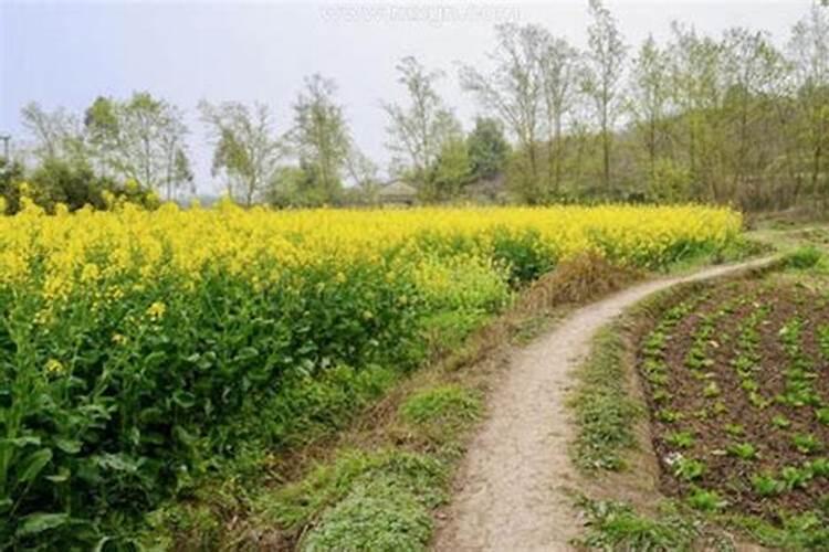 梦见土地是什么意思