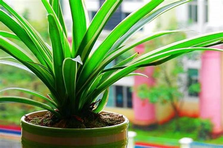 养植物旺盛的人运气怎样