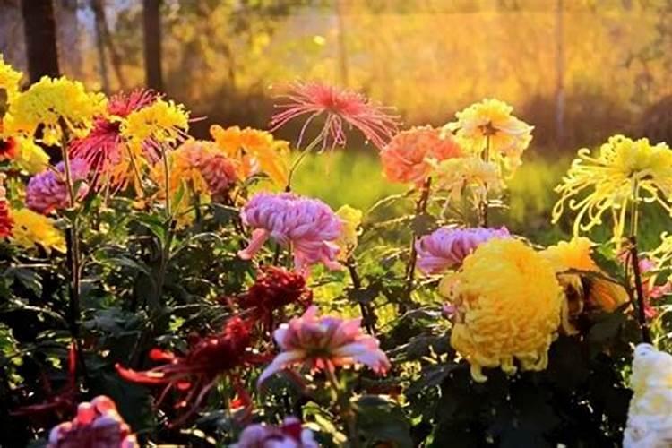 重阳节为什么要赏菊
