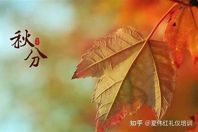 农历十月出生的属猪人命运