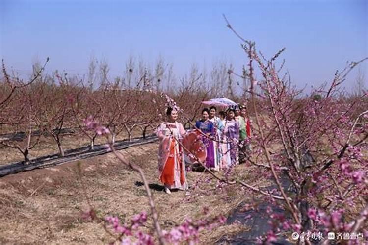 胶州2025桃花节什么时候开始的