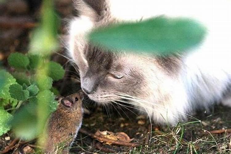 梦见老鼠和猫是什么意思？