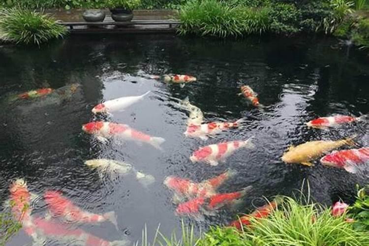 梦见很大的鱼缸里水满鱼多
