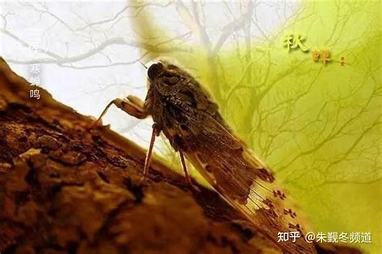 属鼠的几月出生最好鼠宝宝几月出生命最好