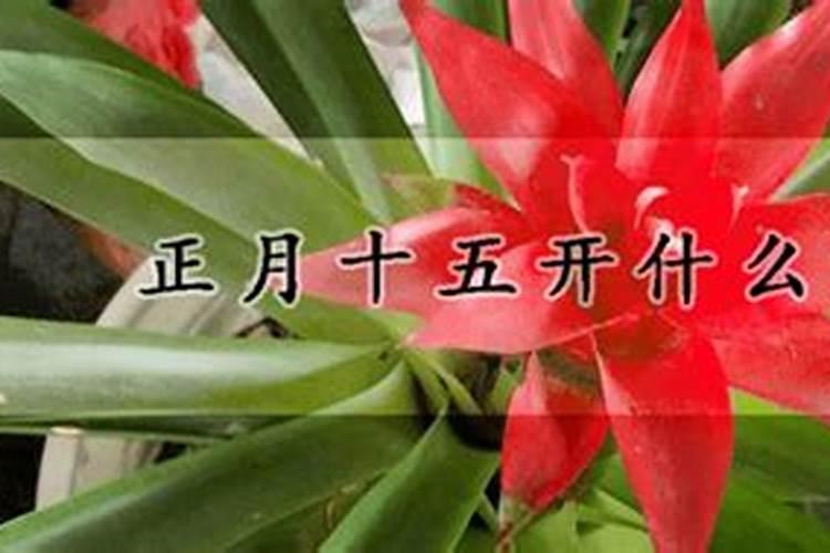 正月十五的生曰花以及花语是什么