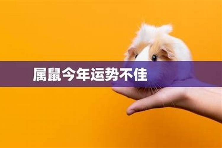 属鼠的人2025年运势及运程