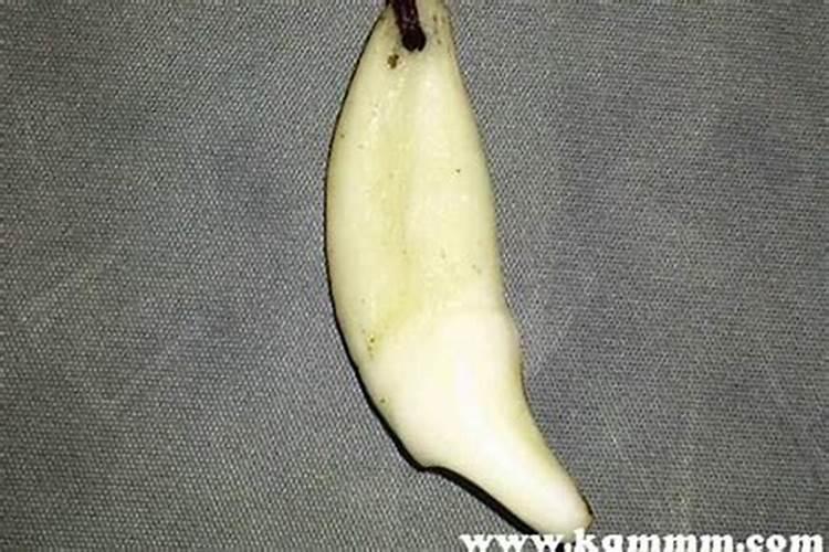 大林木命的忌讳