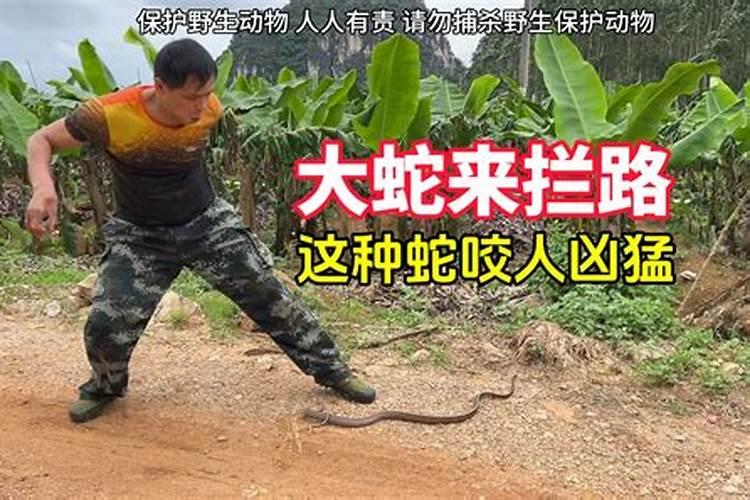 开车遇蛇好不好？