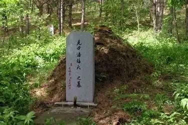 坟墓上长苦树的风水解读：自然之象与吉凶之间