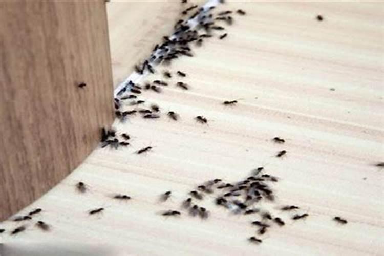 家里突然出现很多蚂蚁预示什么？4个征兆不可不知!切莫大意了
