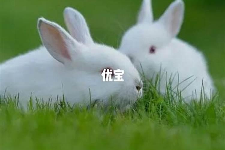 属兔人不能戴玉吗？