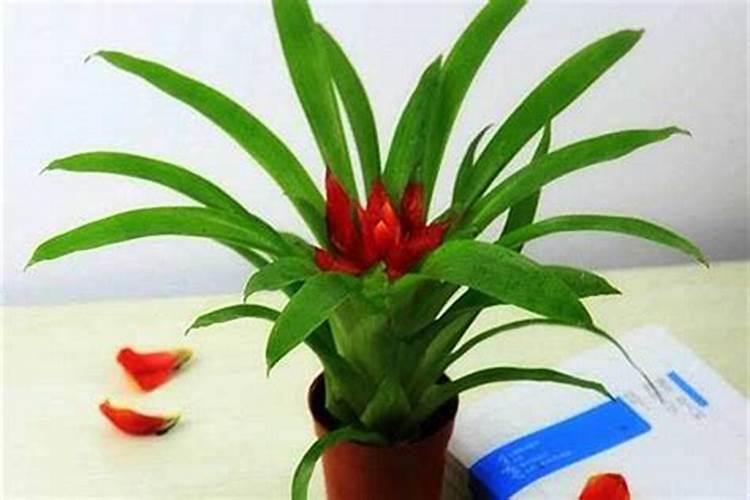 什么花招桃花运？
