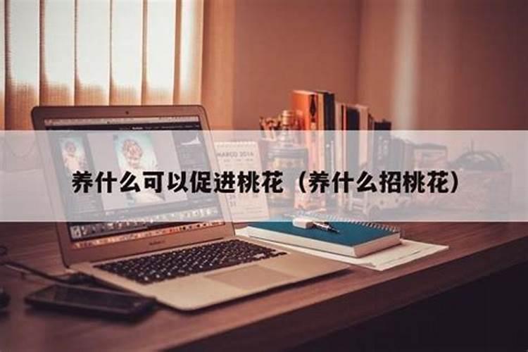 养什么花可以增加桃花运,招桃花家里养什么花