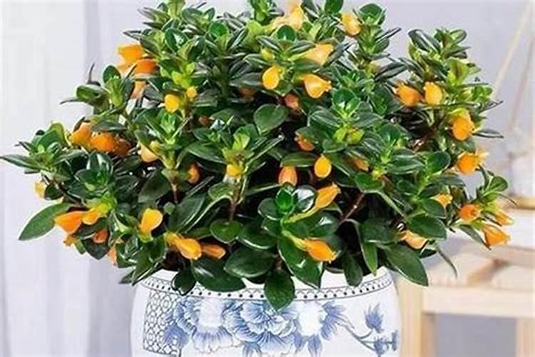 家里养什么花招桃花家里养啥花招桃花