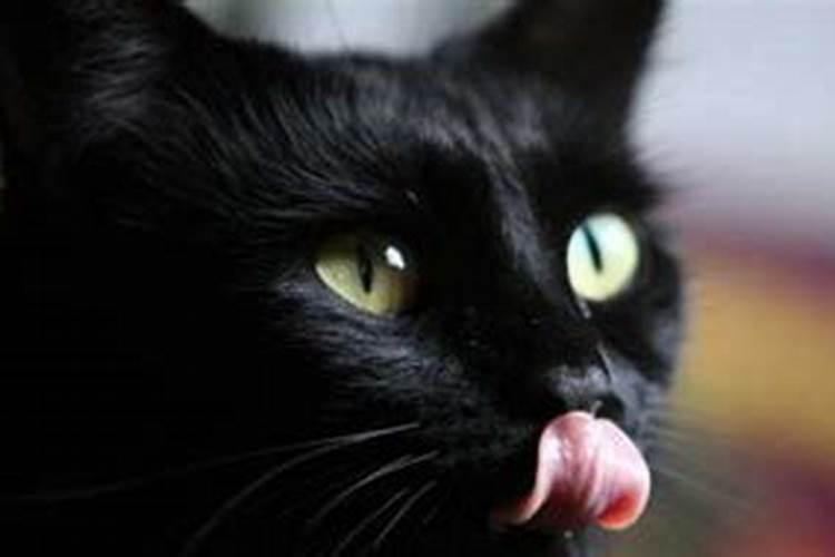 遇见猫有什么预兆？