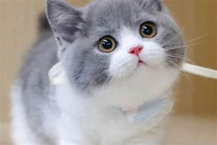 看见猫有什么预兆看见猫的预兆