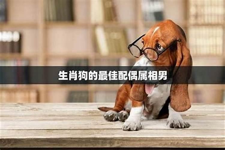 揭秘生肖狗的缘分天敌：谁与忠诚的犬格格不入？