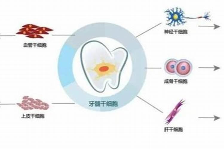 梦中的牙齿：失落与重生