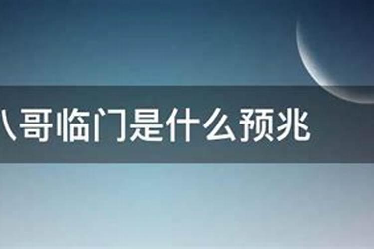 八哥临门是什么预兆