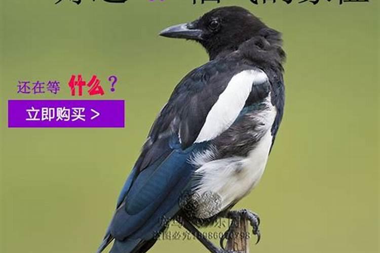 老房屋前来了很多喜雀和八哥