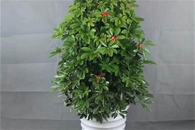 风水秘法：厂房门口种植的财富催化剂