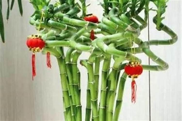 什么属相的人养富贵竹好？
