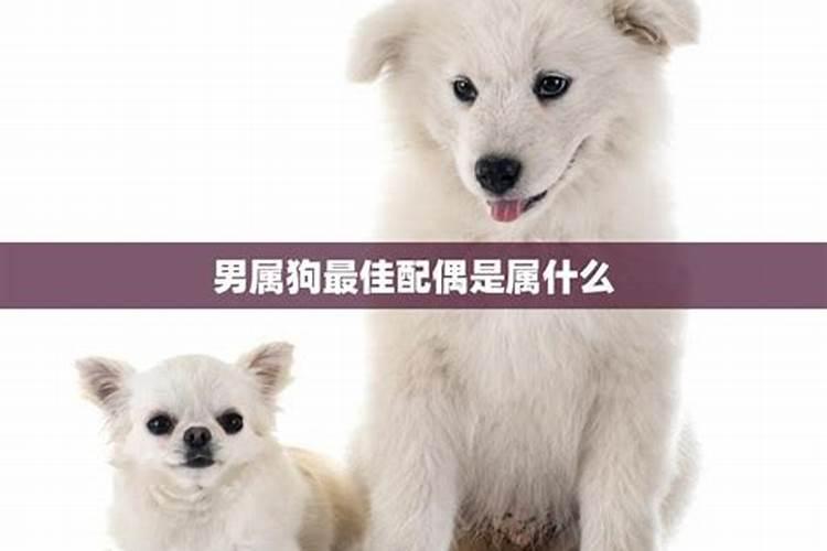 属相与貔貅：寻找最佳匹配的神秘联结