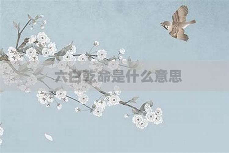 六白乾命是什么命？有何特征