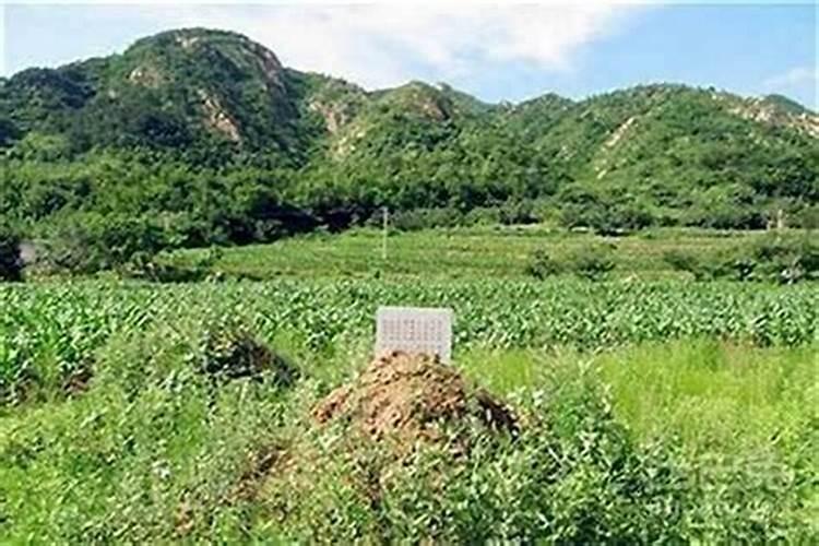 坟上长树好不好？——风水学角度解析
