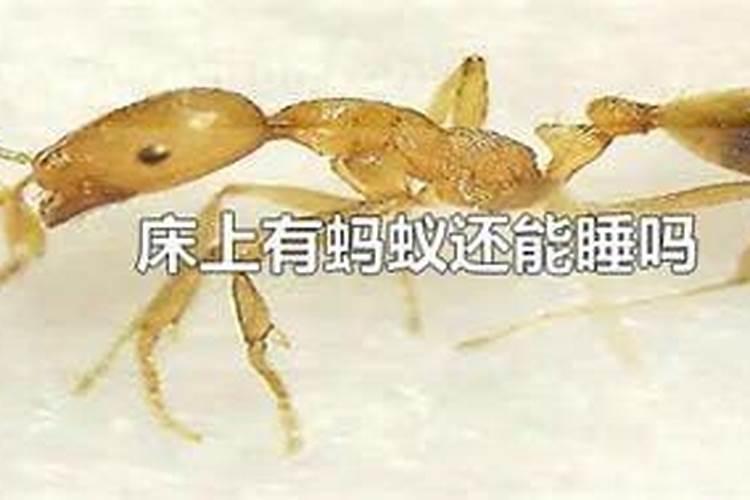 床上有蚂蚁有什么预兆