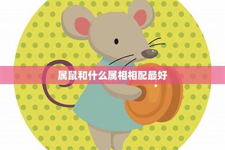 星辰之下的缘分：属鼠与谁最相配？