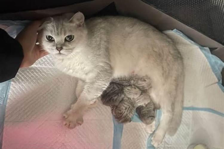 备孕期间梦到小奶猫是怀孕了吗？