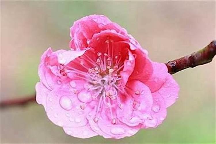 招桃花很灵的老方法如何催旺桃花运？