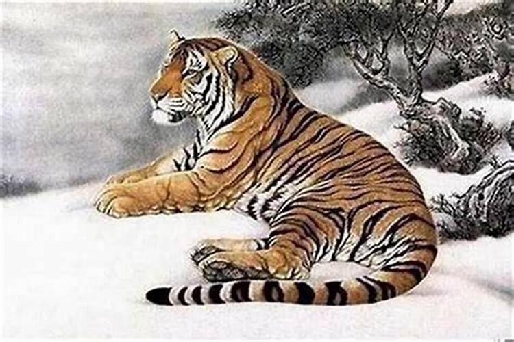 穿越岁月的猛虎：1986年属虎36岁身体健康状况解析