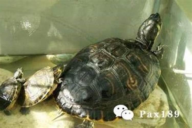 乌龟死在家里是吉是凶