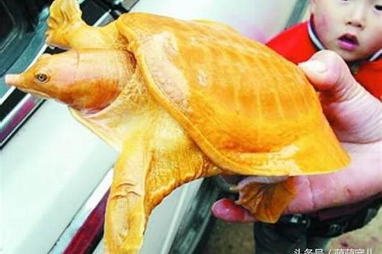 捡到甲鱼是好兆头还是坏兆头？