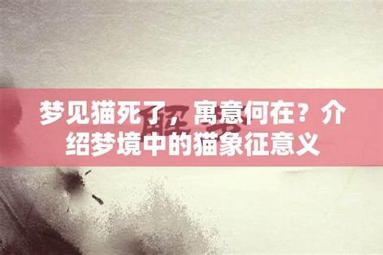 梦到猫的寓意：解析梦境中的神秘猫影
