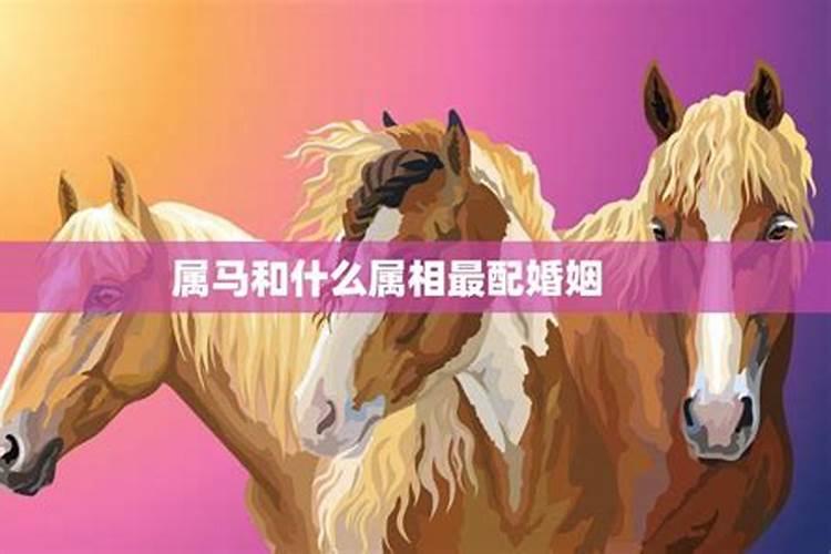 追寻天赐良缘：属马女与最佳配偶属相的探索之旅