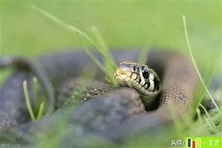 梦见蛇是什么意思好不好？