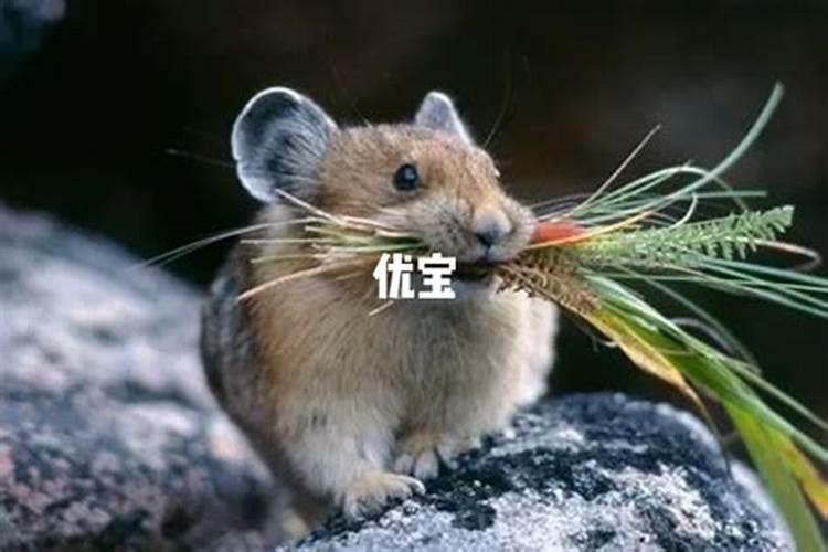 属鼠家长的宝宝生肖选择：寻找和谐亲子关系