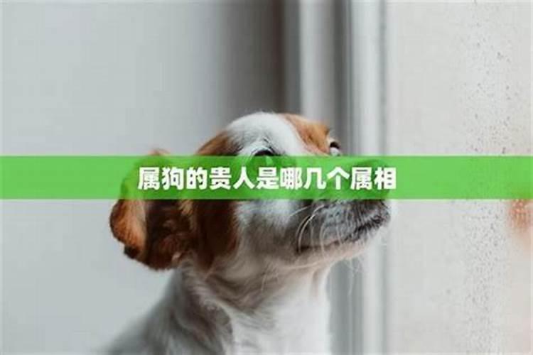生肖狗的天赐良缘：探索最合得来的生肖伴侣