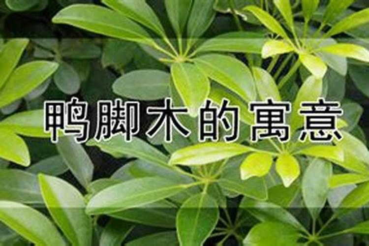 什么属相不能养蜂蜜？