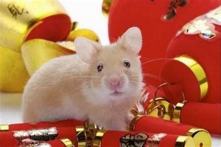 生肖鼠和什么属相最旺财运最好？
