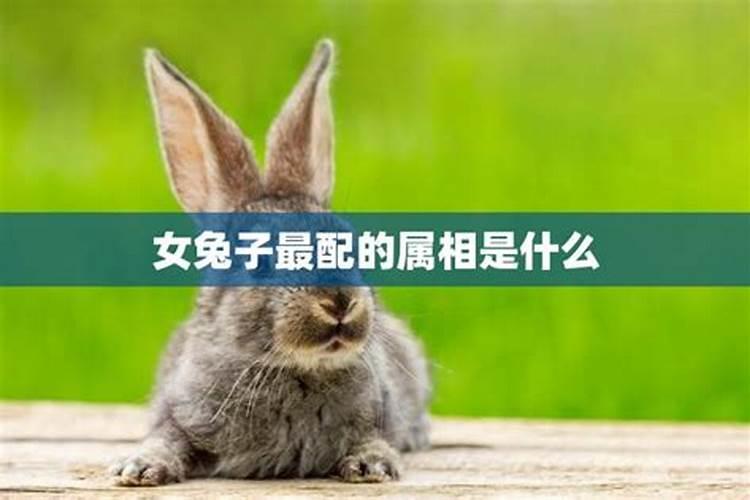 揭秘生肖最佳搭档：兔与谁最配？