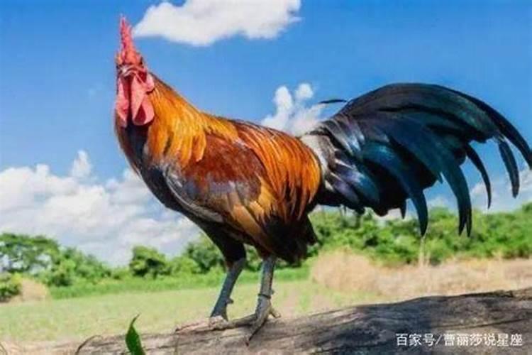 属鸡的今天穿什么衣服好？