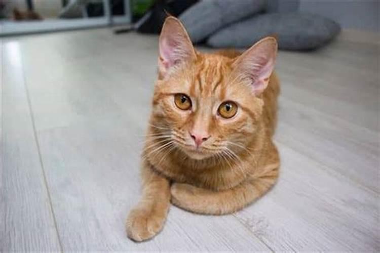 梦境探索：被猫追咬的奥秘解读