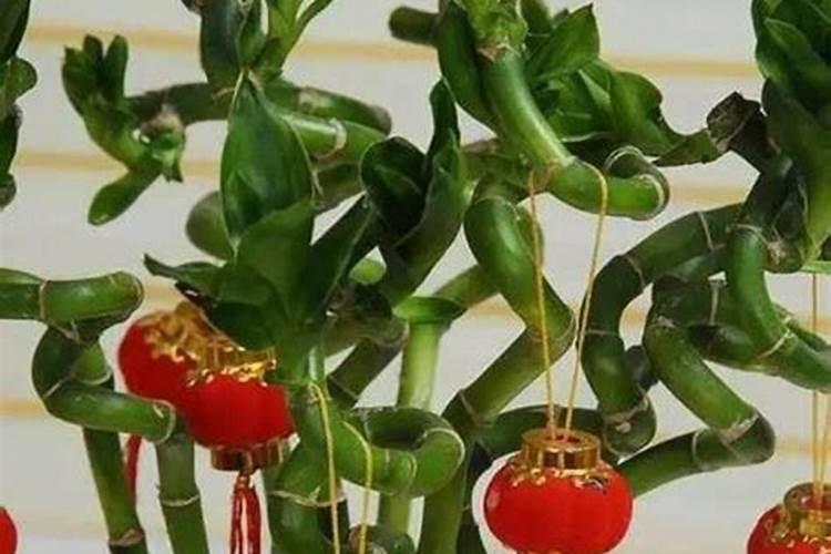 揭秘花卉与运势的神秘联系：哪些花儿能为您带来好运？
