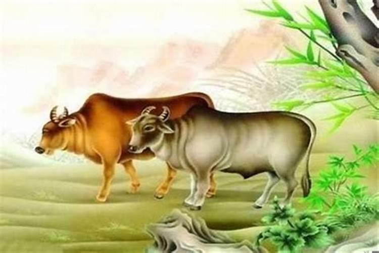 属牛的人不适合什么颜色？