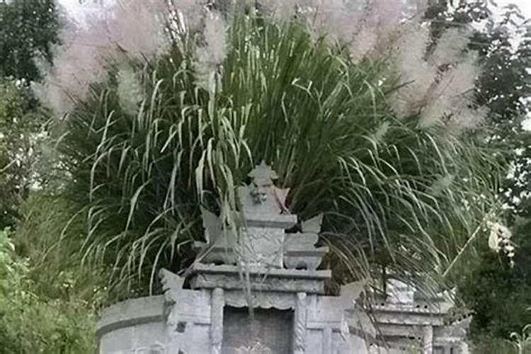 坟上开花：风水学视角下的预示与解读